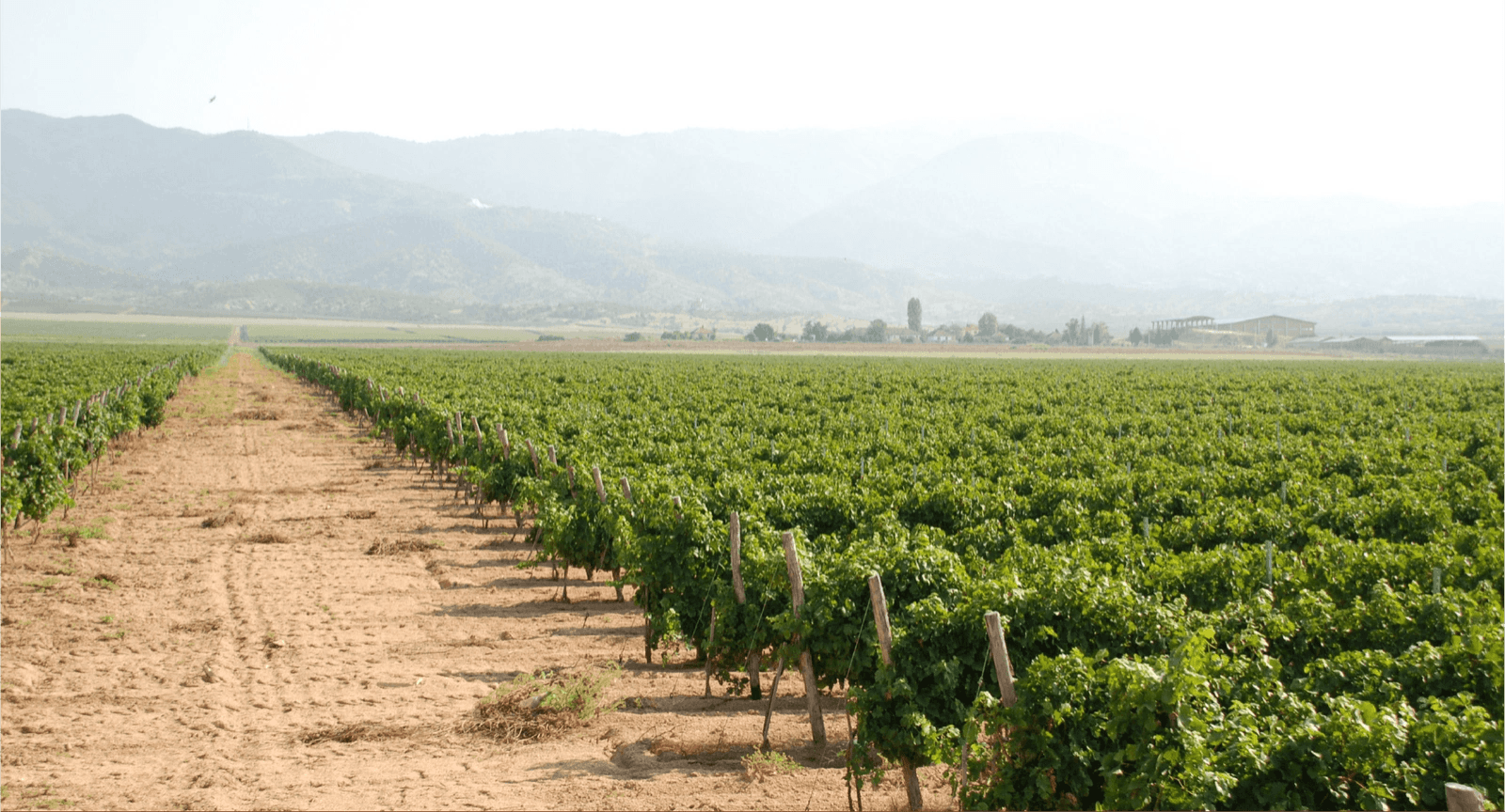 Dioniz Merlot Barrique 2016 - Rotwein trocken aus Nordmazedonien