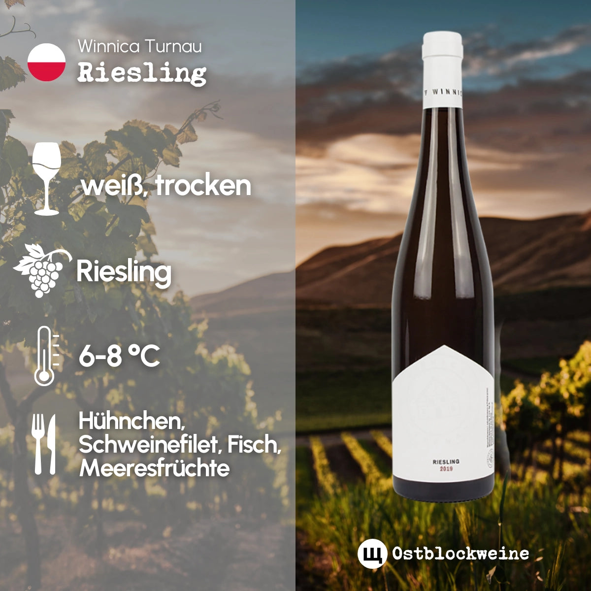 Riesling 2024 - Weißwein trocken aus Polen - Winnica Turnau