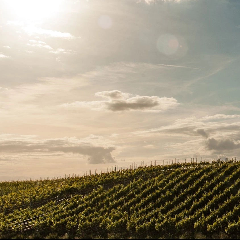 Solaris 2023 - Bio-Weißwein süß aus Polen - Winnice Kojder