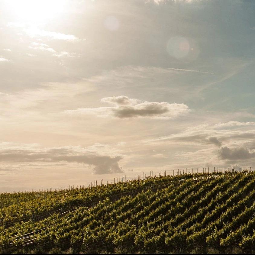 Souvignier Gris 2022 - Bio-Weißwein trocken aus Polen