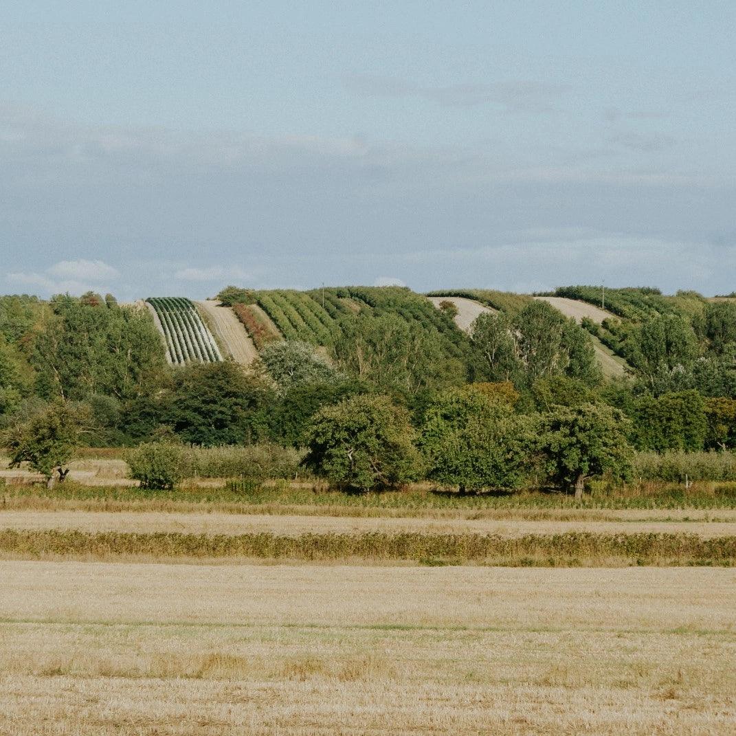 Feeling 2020 - Weißwein halbtrocken aus Polen - ostblockweine