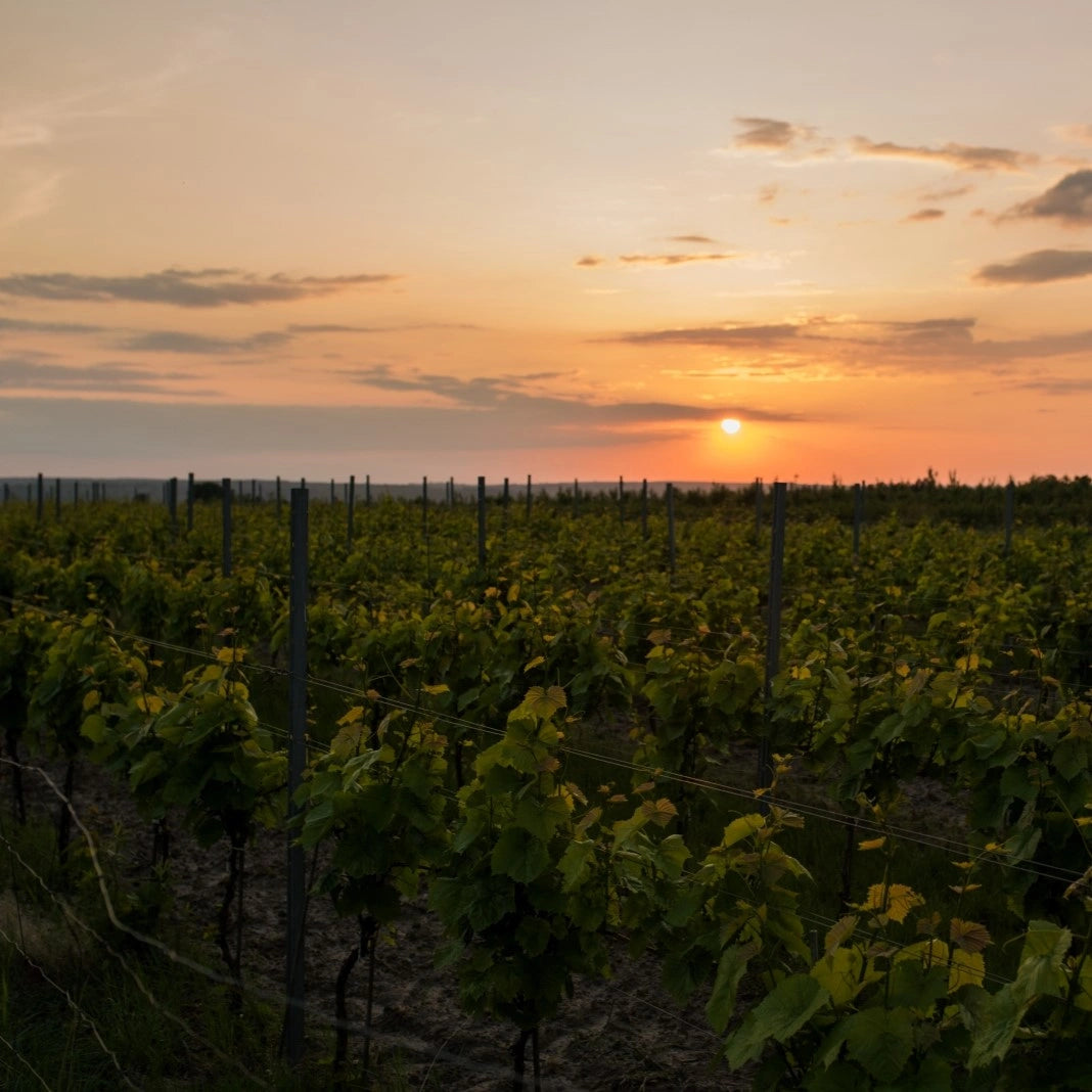 Riesling 2023 - Weißwein halbtrocken aus Polen
