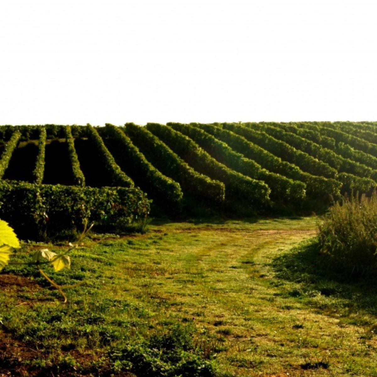 Riesling 2019 - Weißwein trocken aus Polen - Winnica Turnau - ostblockweine