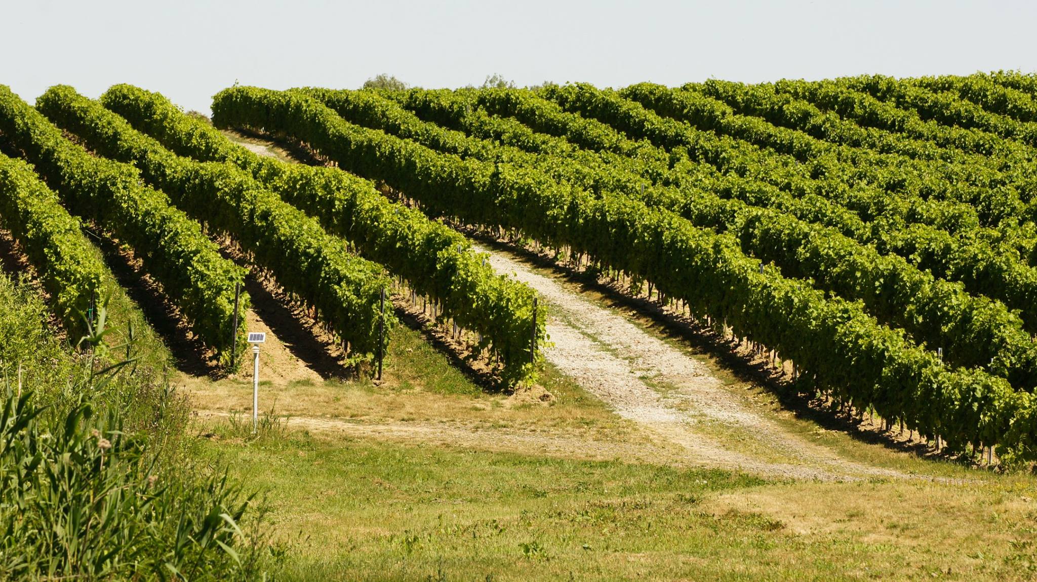 Winnica Turnau - ostblockweine