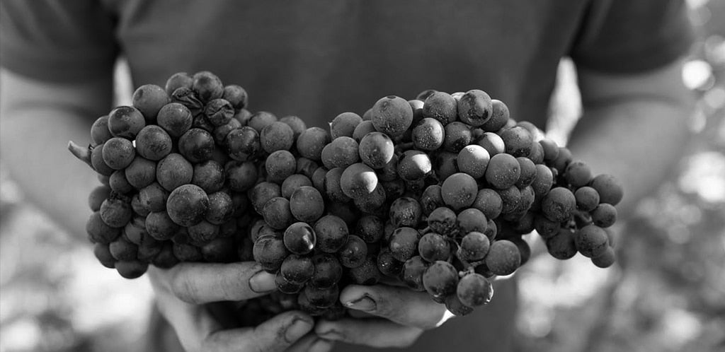 Budureasca Premium Feteasca Neagra 2020 – Rotwein trocken aus Rumänien