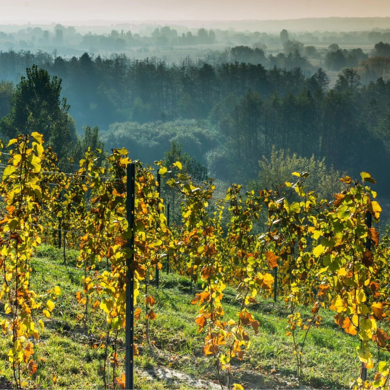 Inspira Volcano 2022 - Weißwein trocken aus Polen - Winnica Plochockich
