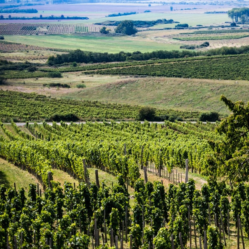 Tokaj Dry by Zsirai 2018 - Weißwein trocken aus Ungarn